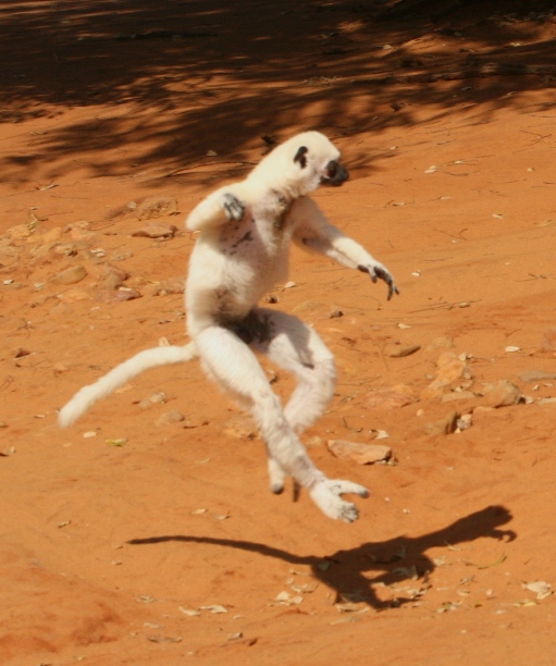 lemur